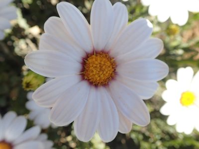 Dimorphotheca cuneata, photographed by Peter Warren