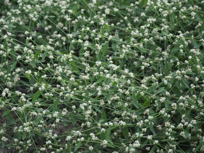 Alternanthera ficoidea, photographed by 葉子