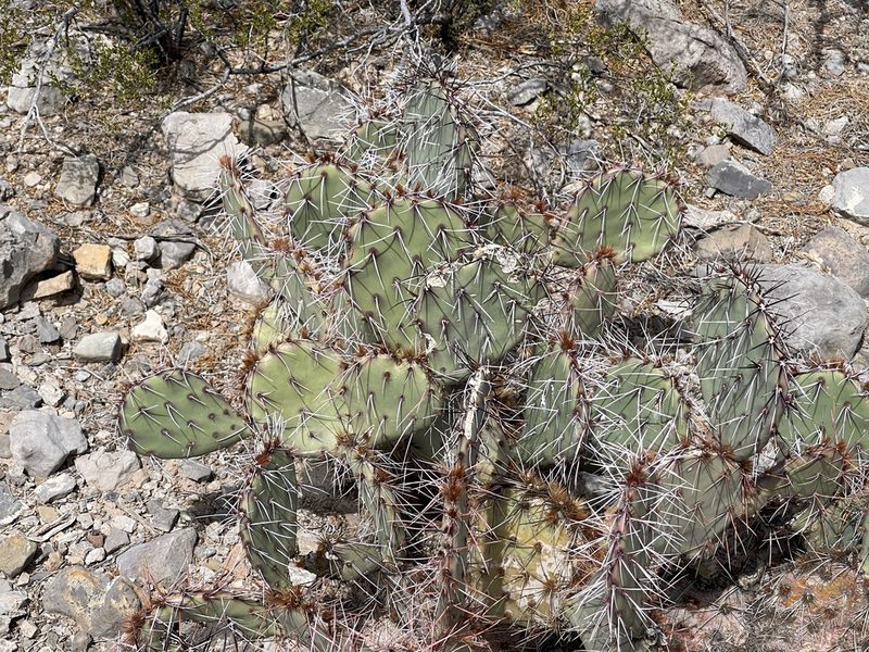 Opuntia tortispina, photographed by CK2AZ