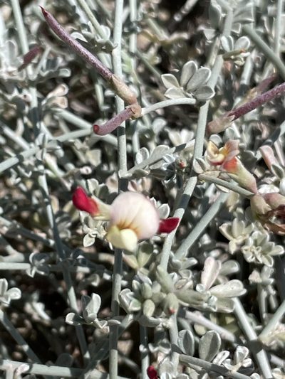 Acmispon niveus, photographed by Sula Vanderplank