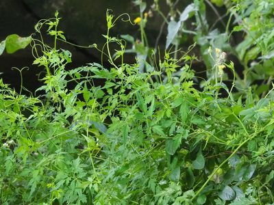 Cardiospermum halicacabum, photographed by 葉子
