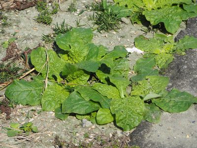 Nicotiana plumbaginifolia, photographed by 葉子
