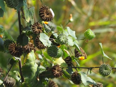 Abutilon indicum, photographed by 葉子