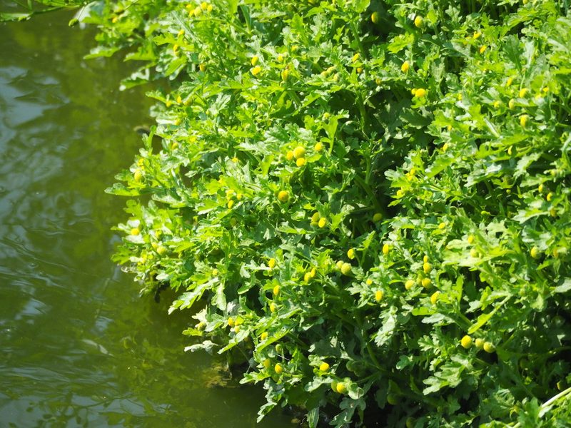 Grangea maderaspatana, photographed by 葉子