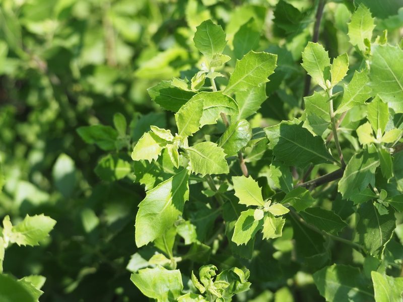 Pluchea indica, photographed by 葉子