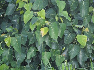 Ficus religiosa, photographed by 葉子