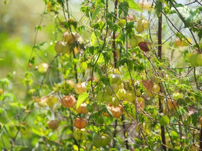 Cardiospermum halicacabum, photographed by 葉子