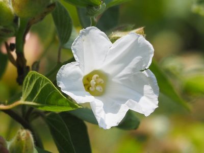 Operculina turpethum, photographed by 葉子