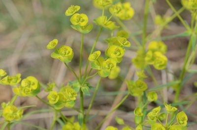Euphorbia esula, photographed by Zinogre