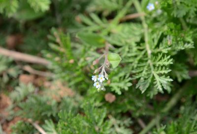 Trigonotis peduncularis, photographed by Zinogre