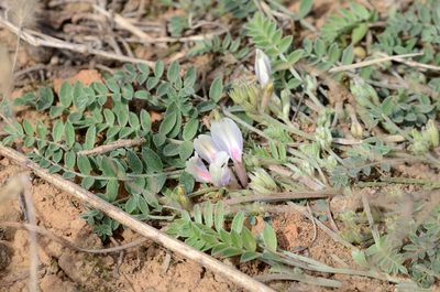 Astragalus scaberrimus, photographed by Zinogre