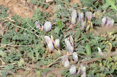 Astragalus scaberrimus, photographed by Zinogre