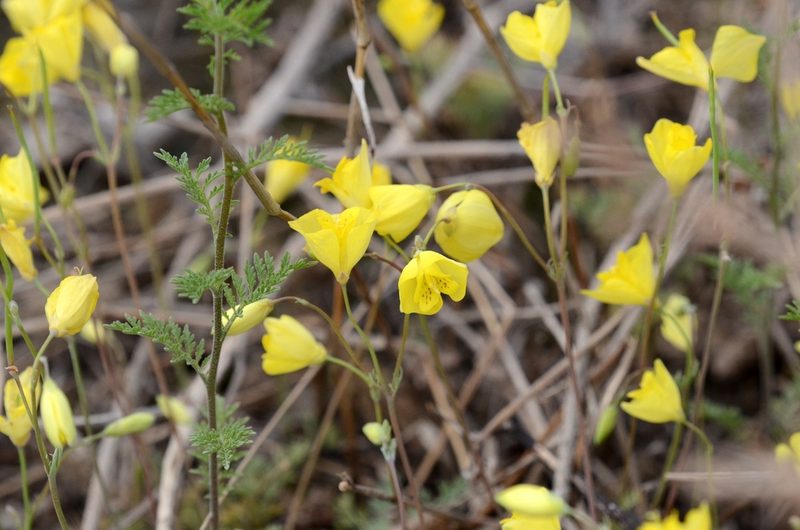 Hypecoum erectum, photographed by Zinogre