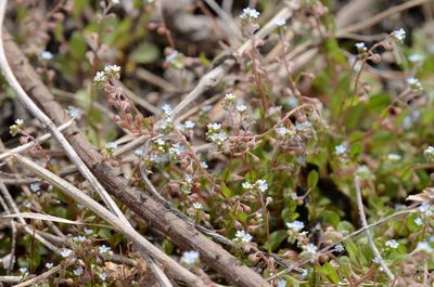 Trigonotis peduncularis, photographed by Zinogre