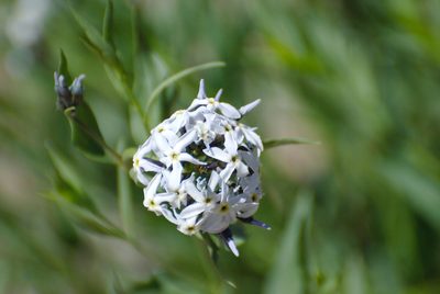Amsonia tomentosa, photographed by Jay Pruett