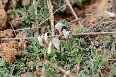 Astragalus scaberrimus, photographed by Zinogre