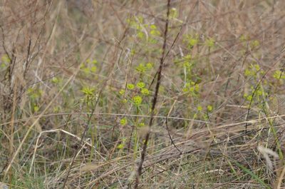 Euphorbia esula, photographed by Zinogre