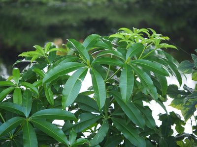 Alstonia scholaris, photographed by 葉子