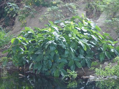 Ficus septica, photographed by 葉子