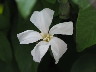 Operculina turpethum, photographed by 葉子