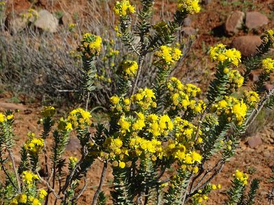 Euryops lateriflorus, photographed by Peter Warren