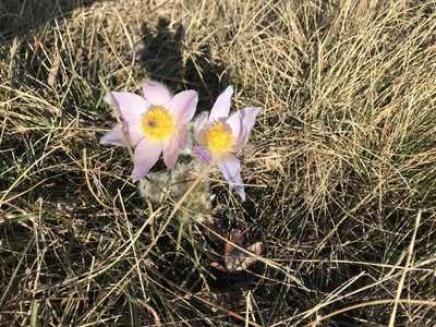 Pulsatilla grandis, photographed by David Grossmann
