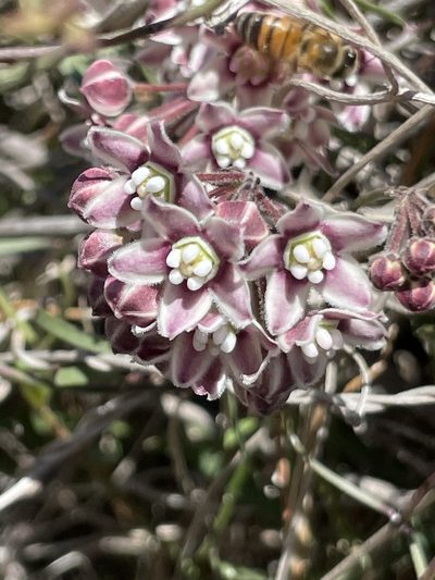 Funastrum arenarium, photographed by Sula Vanderplank