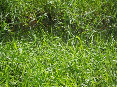 Urochloa mutica, photographed by 葉子