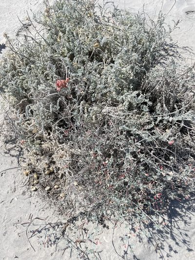 Acmispon niveus, photographed by Sula Vanderplank