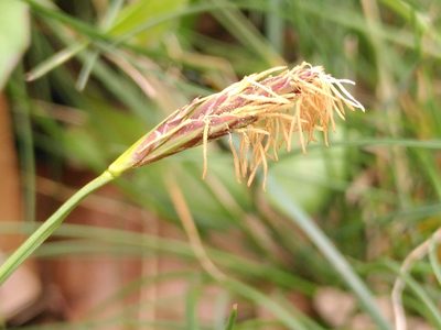 Carex halleriana, photographed by Yves Bas