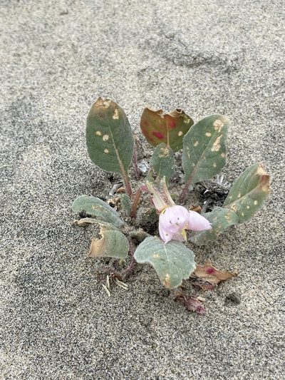 Oenothera wigginsii, photographed by Sula Vanderplank