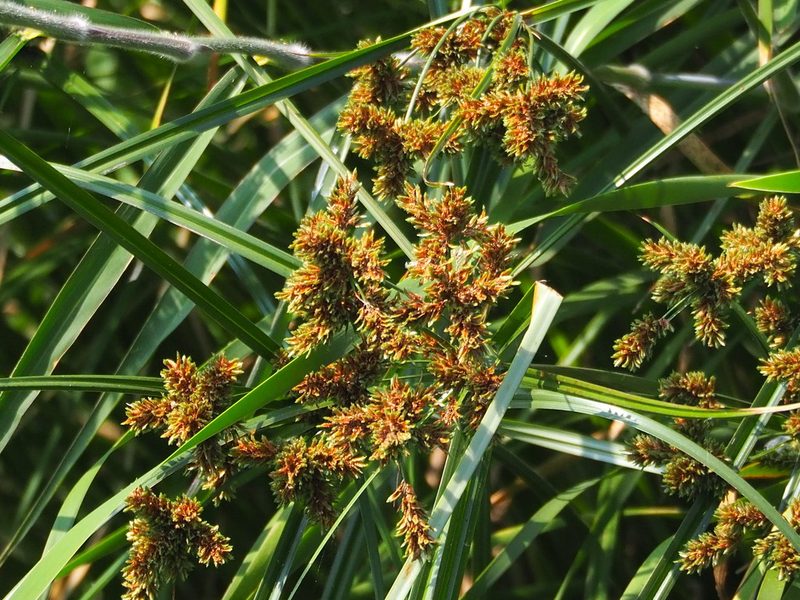 Cyperus imbricatus, photographed by 葉子