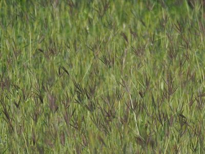 Dichanthium annulatum, photographed by 葉子