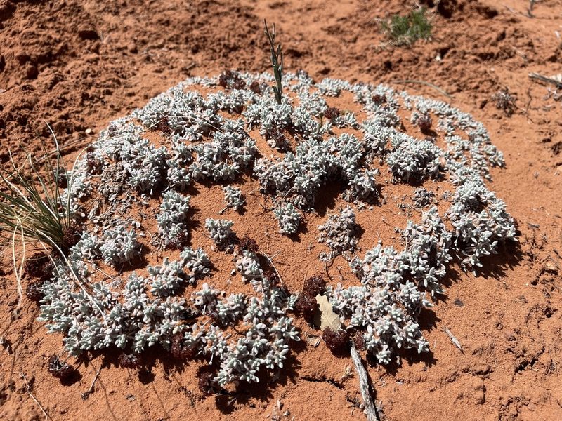 Eriogonum shockleyi, photographed by Robbie Hannawacker