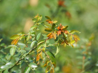 Phyllanthus reticulatus, photographed by 葉子
