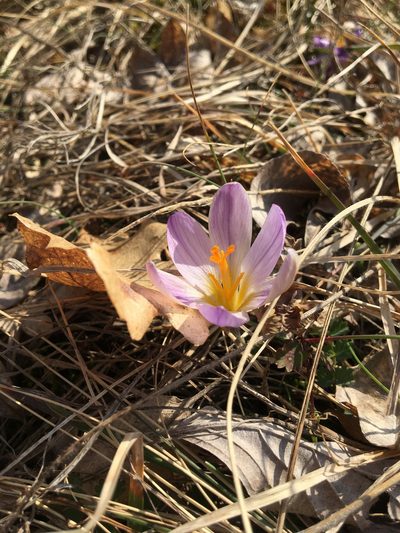 Crocus dalmaticus, photographed by Mirko Ubović