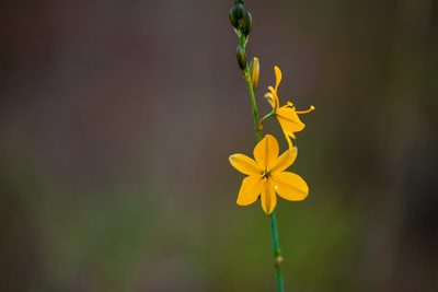 Echeandia ciliata, photographed by Wilson Diaz Miranda