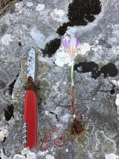 Crocus dalmaticus, photographed by Mirko Ubović