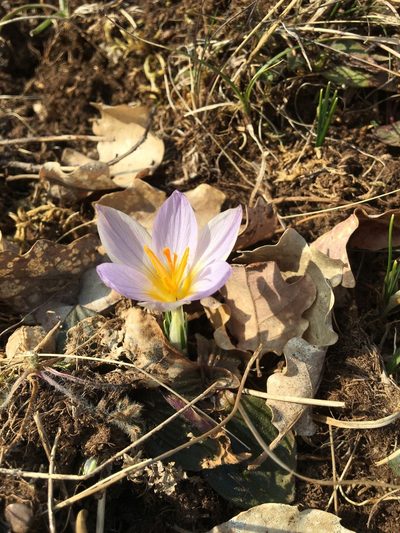 Crocus dalmaticus, photographed by Mirko Ubović