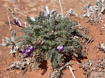 Astragalus desperatus, photographed by Robbie Hannawacker