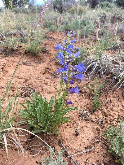 Penstemon cyanocaulis, photographed by Cecelia Alexander