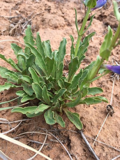 Penstemon cyanocaulis, photographed by Cecelia Alexander