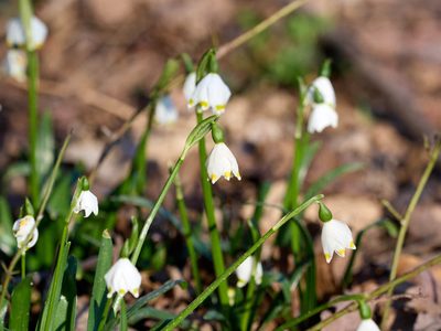 Leucojum vernum, photographed by Andreas Stiller
