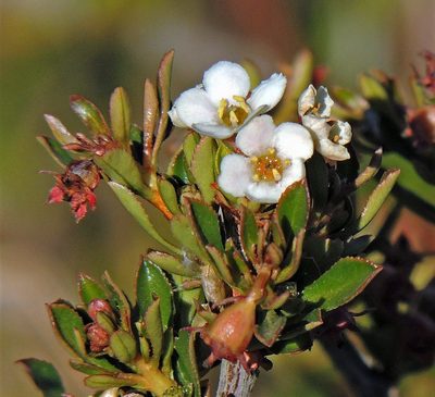 Escallonia virgata, photographed by Hugo Hulsberg
