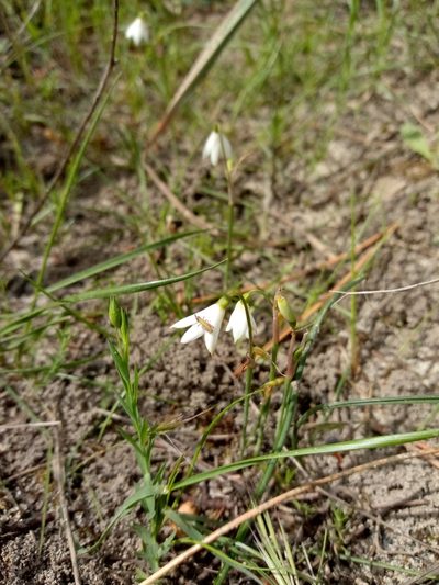 Acis trichophylla, photographed by Duarte Frade