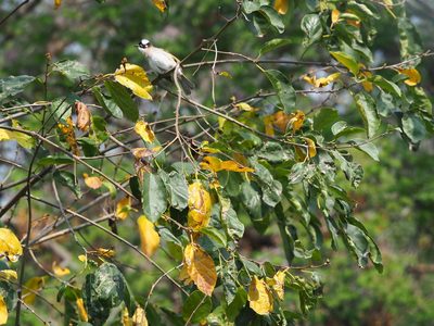 Cordia dichotoma, photographed by 葉子