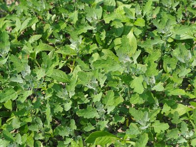 Chenopodium ficifolium, photographed by 葉子