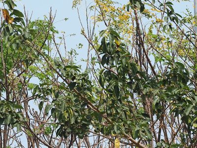Cordia dichotoma, photographed by 葉子
