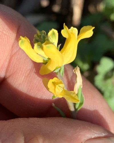 Corydalis micrantha, photographed by Northcut