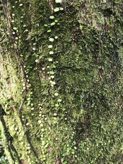 Peperomia emarginella, photographed by Aitor